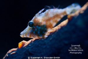 A juvenile slender filefish is backlit with my strobe as ... by Susannah H. Snowden-Smith 